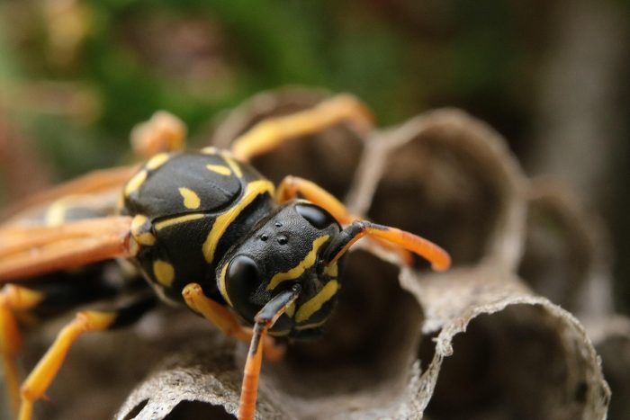 wasp