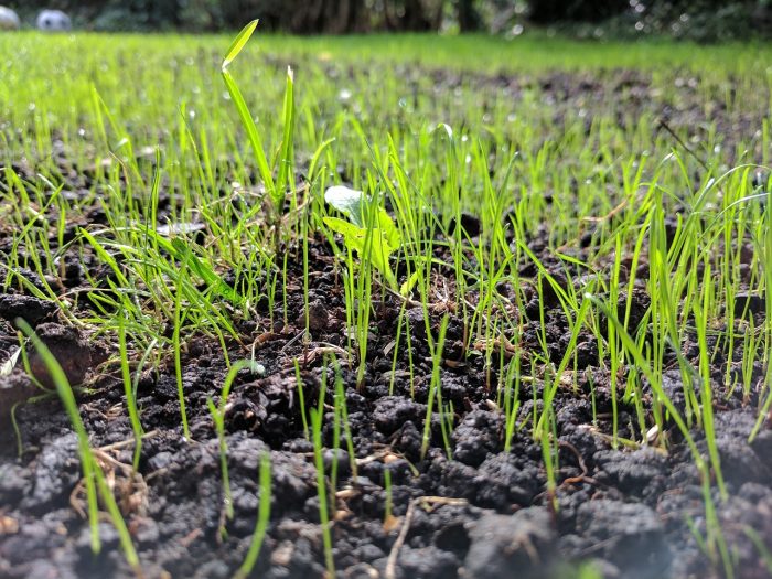 new grass seedlings