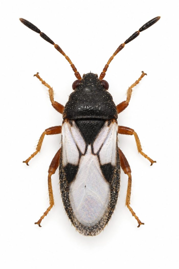 Chinch bug, Blissus leucopterus,