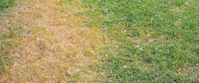 chinch bug lawn damage