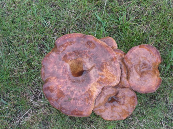 mushrooms growing in a lawn