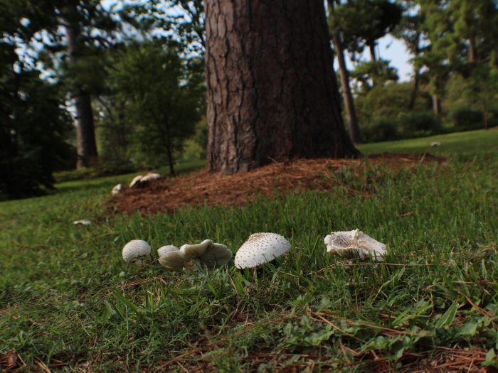 mushrooms near tree root