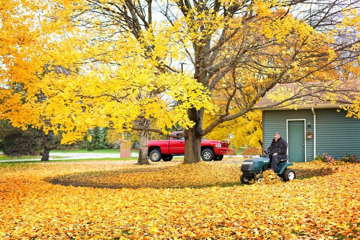 mulching leaves