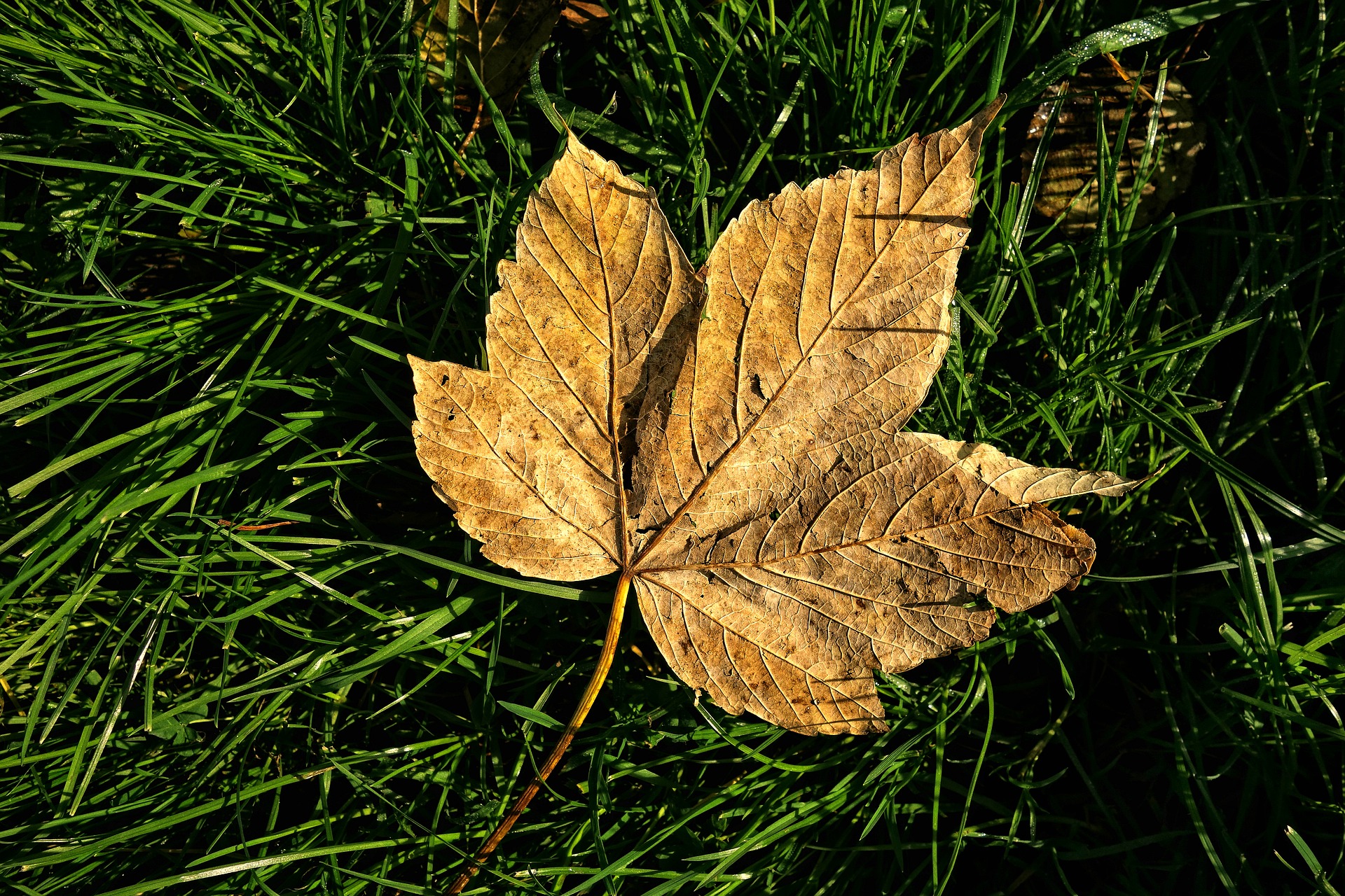 Осенние листья. Листья картинки. Листья растений, золото.. Скандинавские растения, золотые листья. Leaves on the back