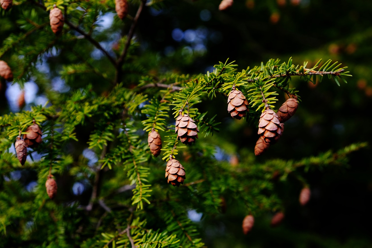 common-hemlock-pests-and-problems-natural-tree