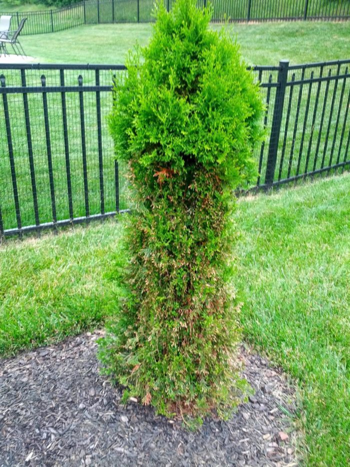 How to Prevent Deer from Eating my Arborvitae Natural Tree