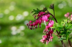 bleeding hearts