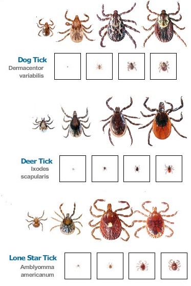 5 Steps to Control Ticks Around the Home Natural Tree