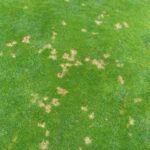 dollar spot lawn disease