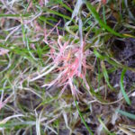 red thread lawn disease