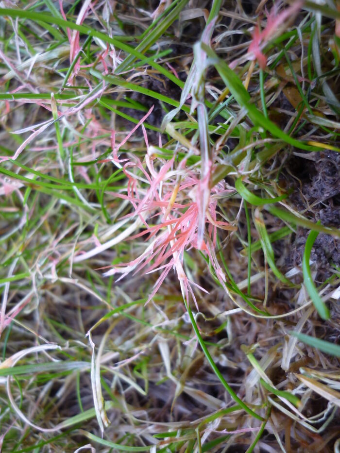 red-thread - Natural Tree