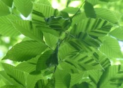 early signs of beech leaf disease