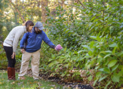 shrub inspection