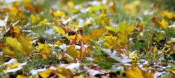 leaves on the lawn