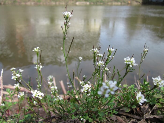 Hairy Bittercress, Cardamine hirsuta