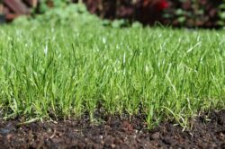 lawn soil