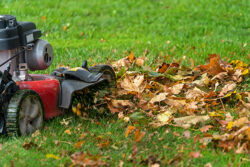 mulching leaves