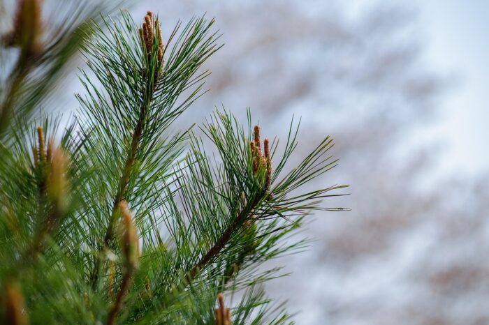 pine-tree-7140959_1280