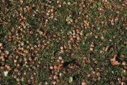 falled acorns on grass