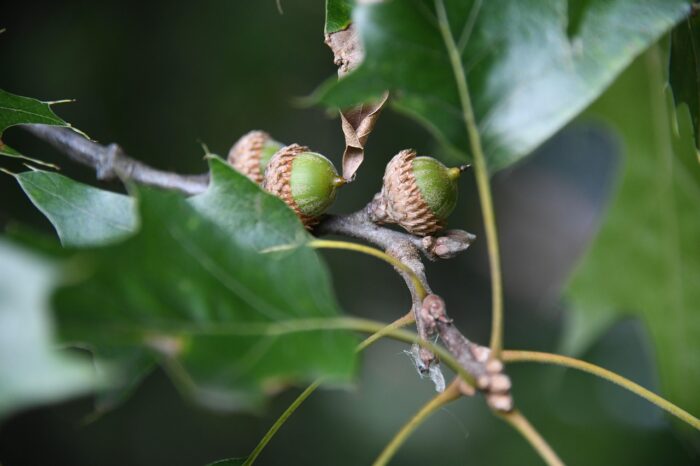 acorn-4395396_1280