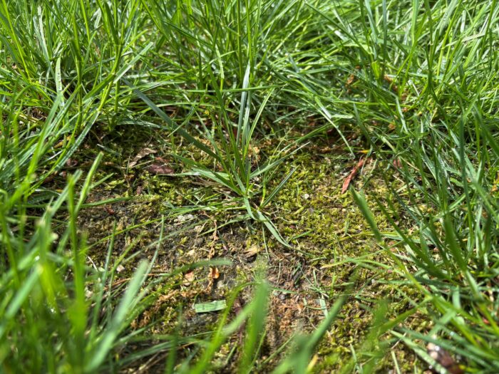 moss