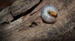 white grub