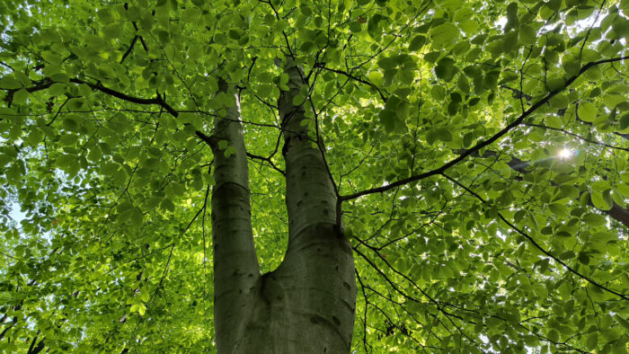 beech trees growing in Fruska Gora national park
