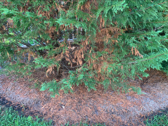 arborvitae needle drop