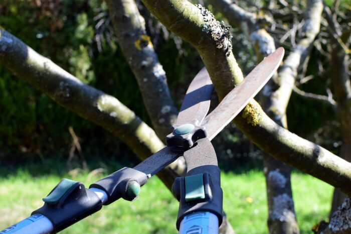 pruning-shears-4964455_1280
