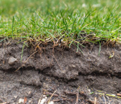 Grass roots exposed from garden soil