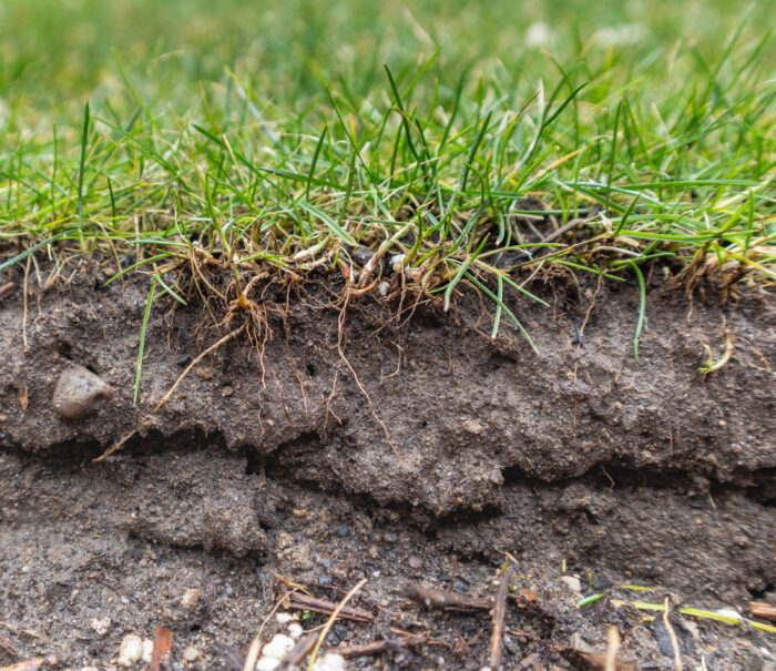 Grass roots exposed from garden soil