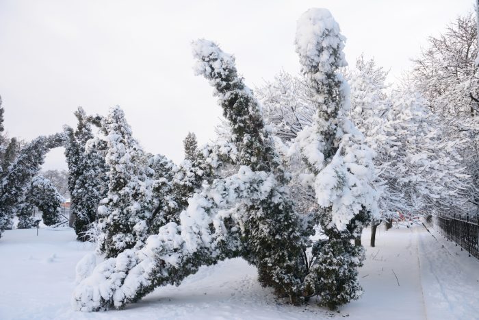 snow damaged evergreen