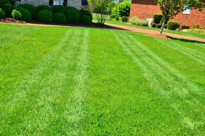 DIY Lawn Care
