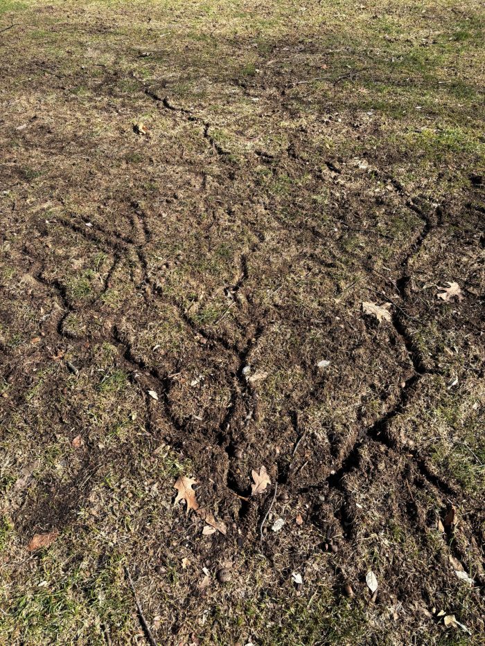 spring-rodent-damage