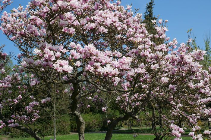 magnolia_tree