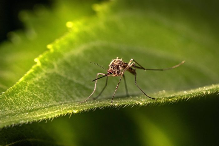 mosquito control