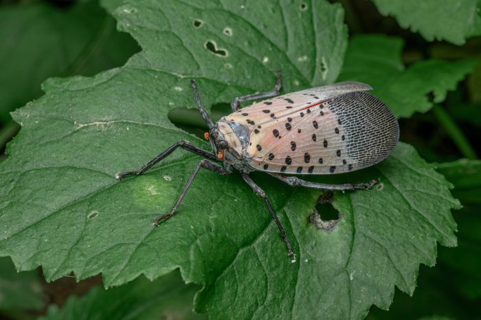 spotted lanternfly