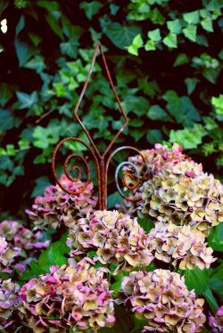 hydrangea in drought