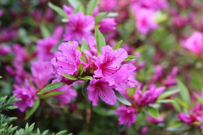 azalea