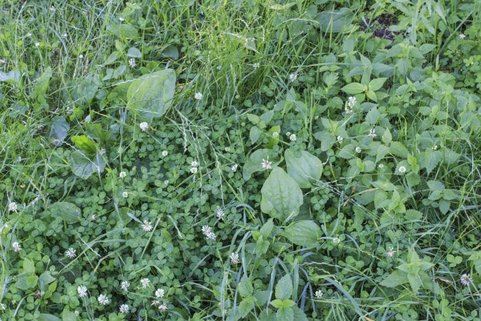 summer lawn weeds