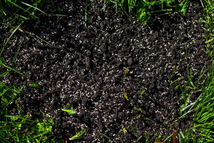 overseeding hydroseeing or slit seeding