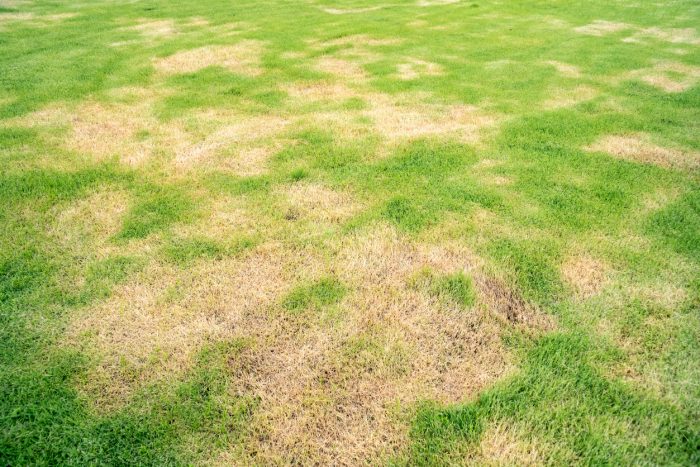 chinch bug damage or drought