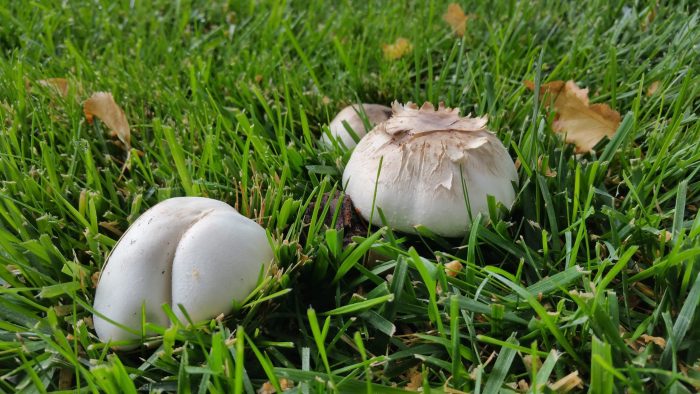 mushrooms in your lawn