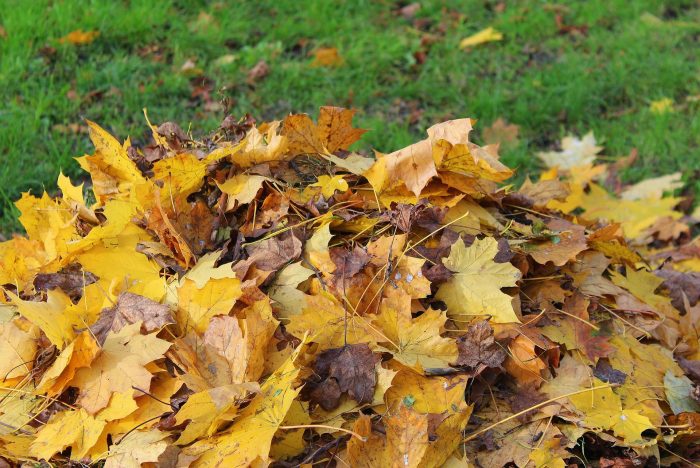 leaf coverage on lawns